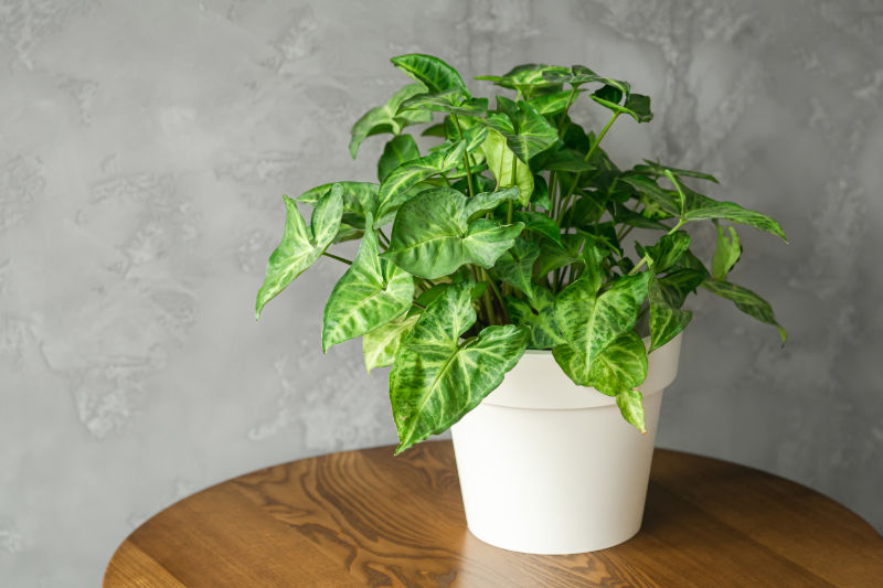 4. Betel Mumu / Pothos (Epipremnum aureum)